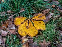 Gelbes Kastanienblatt und welkes Laub im Gras